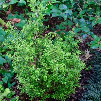 Buxus microphylla 'Golden Dream' (112954)