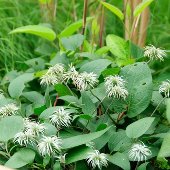 Clematis 'Sapphire Indigo™' (112967)