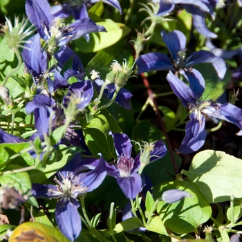 Clematis 'Sapphire Indigo™' (112968)