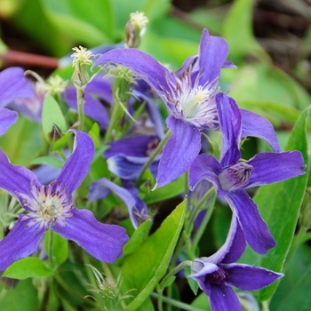 Clematis 'Sapphire Indigo™' (112970)