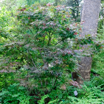 Acer palmatum 'Atrolineare (Filifera Purpurea)' 