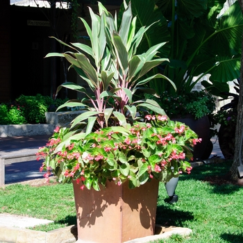 Cordyline fruticosa 'Pink Diamond' (112975)