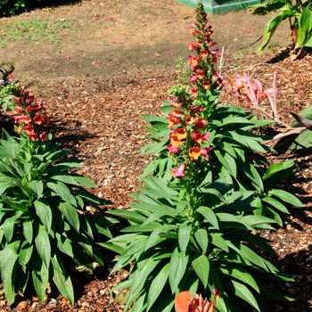 Digitalis Foxlight™ 'Ruby Glow' (112977)