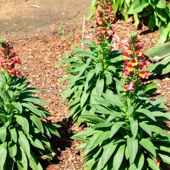 Digitalis Foxlight™ 'Ruby Glow' (112978)