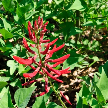 Erythrina x bidwillii '' (112990)