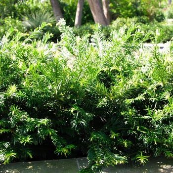 Cephalotaxus harringtonia 'Hedgehog' (112997)