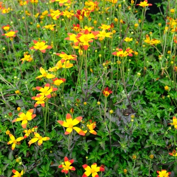 Bidens Campfire® 'Fireburst' (113000)