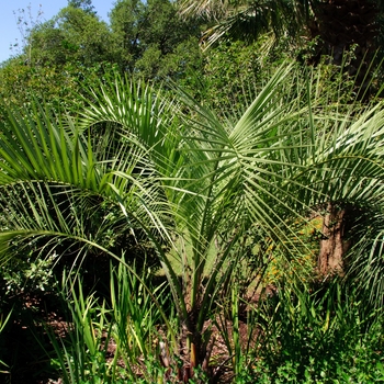 Butia capitata '' (113004)