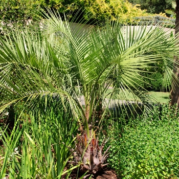 Butia capitata '' (113005)