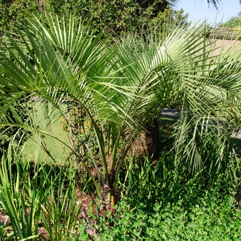 Butia capitata '' (113006)