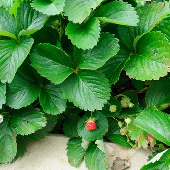 Fragaria x ananassa 'Tristar' (113009)