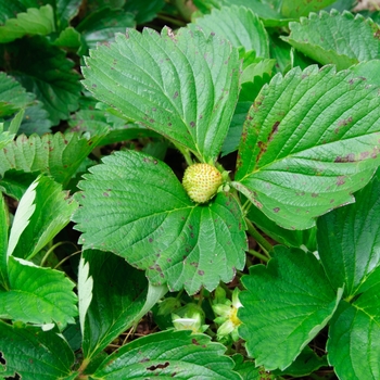 Fragaria x ananassa 'Tristar' (113010)