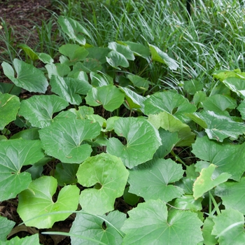 Farfugium japonicum 'Jitsuko's Star' (113016)