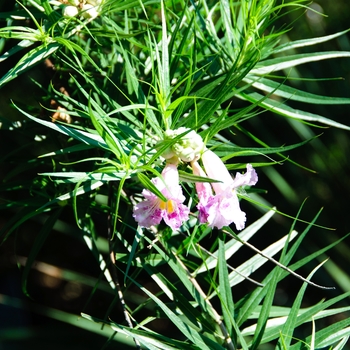 Chilopsis linearis '' (113018)