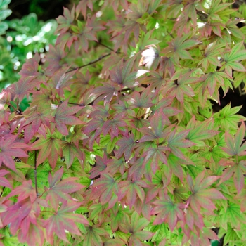 Acer palmatum 'Adrian's Compact' (113021)