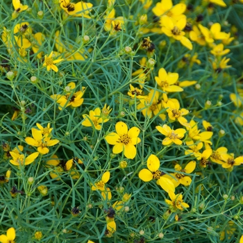 Coreopsis verticillata 'Sylvester' (113025)