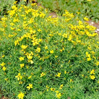 Coreopsis verticillata 'Sylvester' (113026)