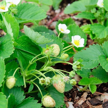 Fragaria 'Eversweet' (113034)