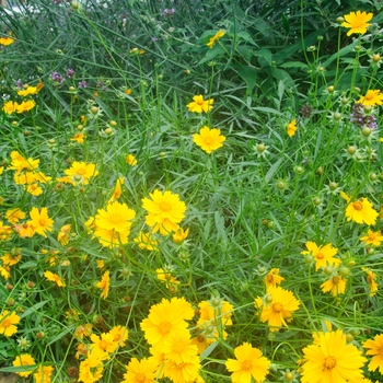 Coreopsis lanceolata '' (113037)