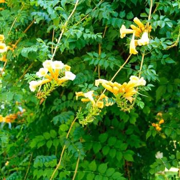 Campsis tagliabuana 'Madam Galen' (113039)