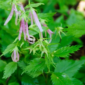 Campanula 'Pink Octopus' (113042)