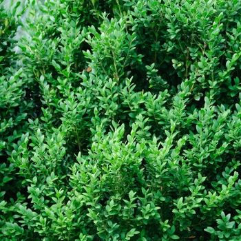 Buxus 'Green Gem' (113044)