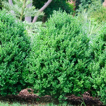 Buxus 'Green Gem' (113045)