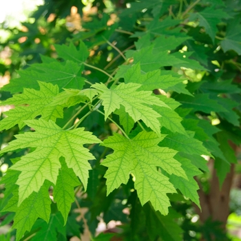 Acer saccharinum '' (113053)