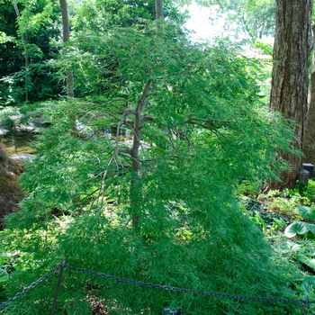 Acer palmatum var. dissectum 'Viridis' (113055)