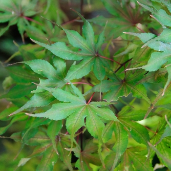 Acer palmatum 'Purple Ghost' (113069)