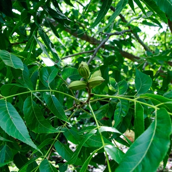 Carya illinoinensis 'Choctaw' (113123)