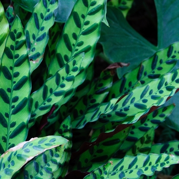 Calathea lancifolia '' (113127)