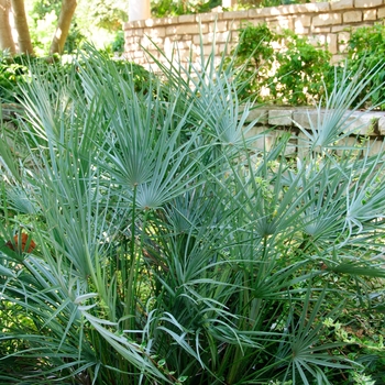 Chamaerops humilis var. cerifera '' (113136)