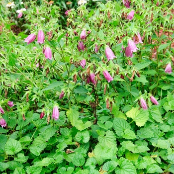 Campanula 'Ringsabell Mulberry Rose' (113148)