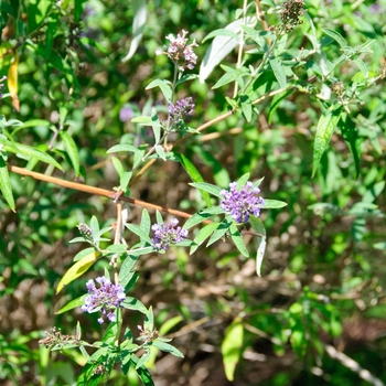 Buddleia davidii nanhoensis 'Petite Indigo®' (113152)