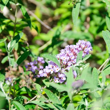 Buddleia davidii nanhoensis 'Petite Indigo®' (113153)