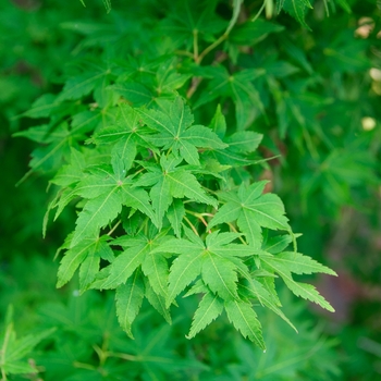 Acer palmatum 'Winter Flame' (113158)