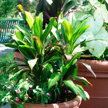 Cordyline fruticosa 'Exotica' (113168)