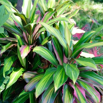 Cordyline fruticosa 'Exotica' (113169)