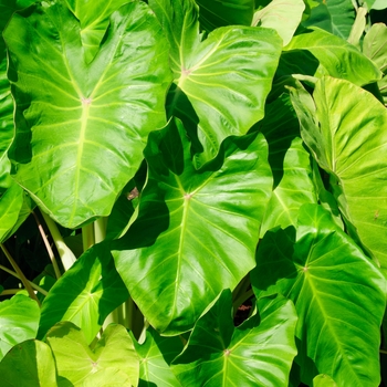 Colocasia esculenta Royal Hawaiian® 'Maui Gold' (113173)