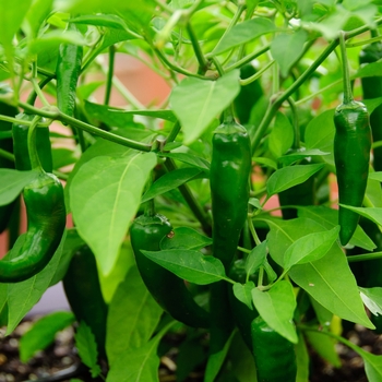 Capsicum annuum 'Cayennetta' (113176)