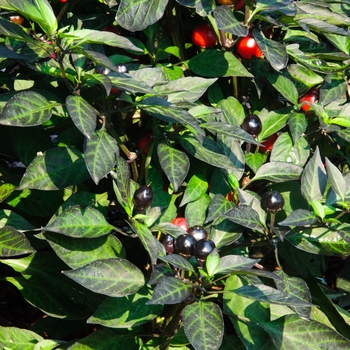 Capsicum annuum 'Black Olive' (113181)