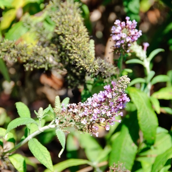 Buddleia davidii Merry Magic™ 'Orchid' (113185)