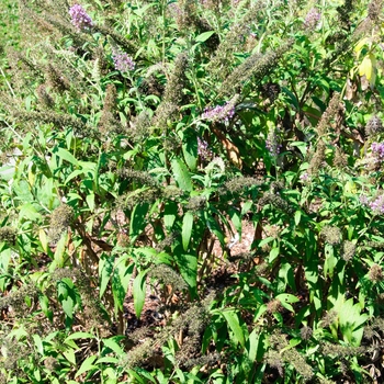 Buddleia davidii Merry Magic™ 'Orchid' (113186)