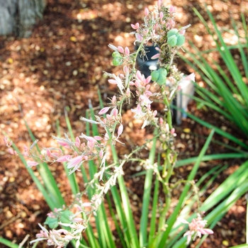 Hesperaloe parviflora 'Pink Parade®' (113209)