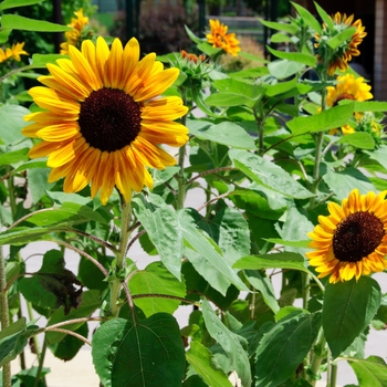 Helianthus annuus 'Orange Mahogany Bicolor' (113212)