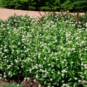 Gomphrena globosa Las Vegas 'White' (113222)