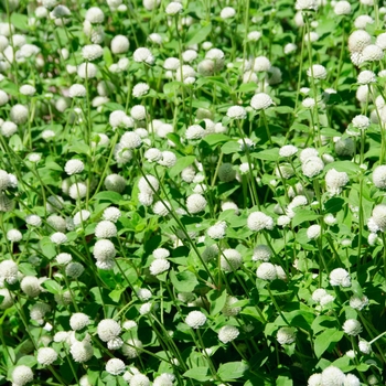 Gomphrena globosa Las Vegas 'White' (113223)