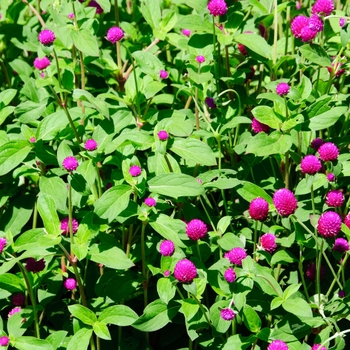 Gomphrena globosa 'Ping Pong Purple' (113229)