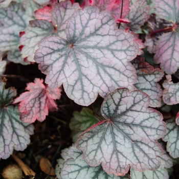 Heuchera 'Carnival Rose Granita' (113231)